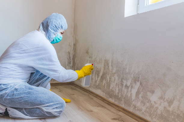 Licensed Basement Mold Remediation service in Huntington, VA - Cheap Mold Removal